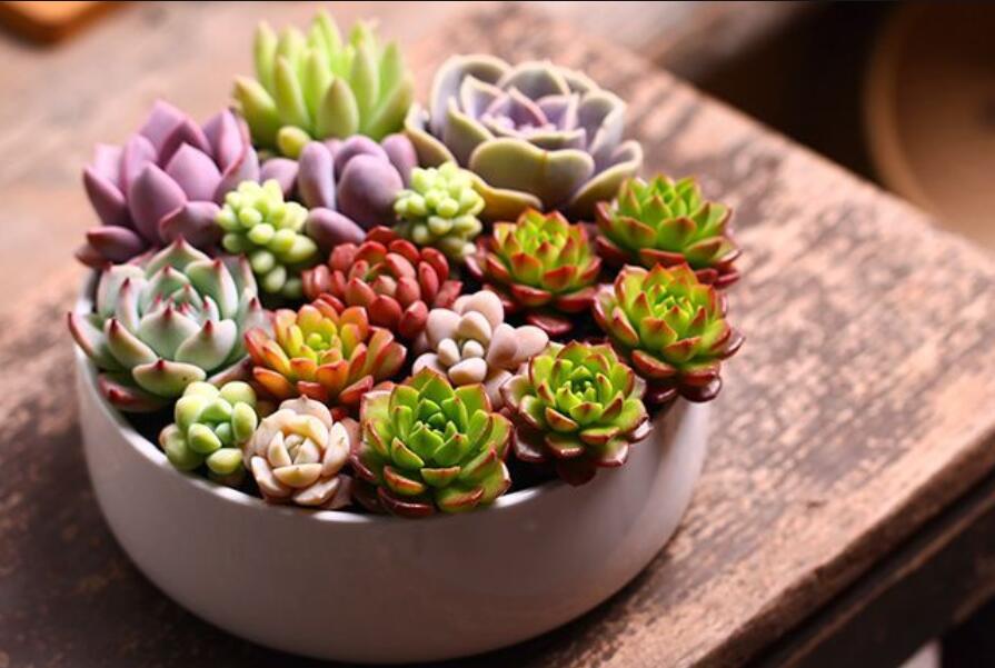 南寧花藝資訊：多肉花籃怎么做？