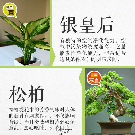 哪些綠植適合放在室內(nèi)？南寧花藝師培訓(xùn)學(xué)校盤點清單