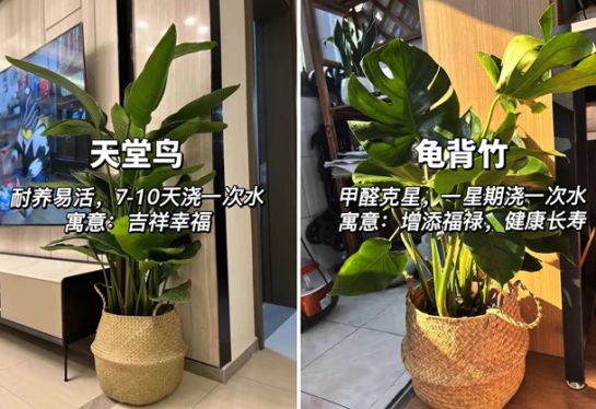 適合放在客廳的綠植，廣西花藝綠植培訓(xùn)分享