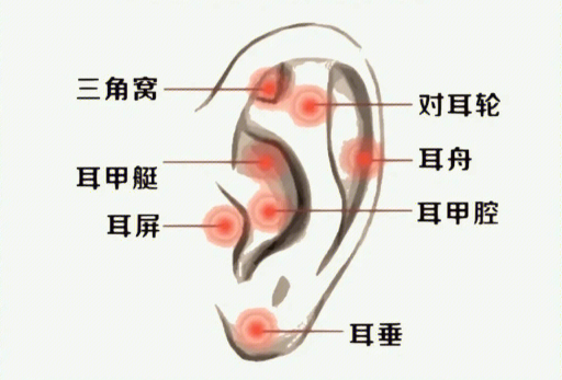 揉搓耳朵的好處，廣西美容經(jīng)絡(luò)培訓(xùn)班課程